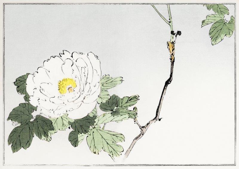 RETRO-WHITE-FLOWER