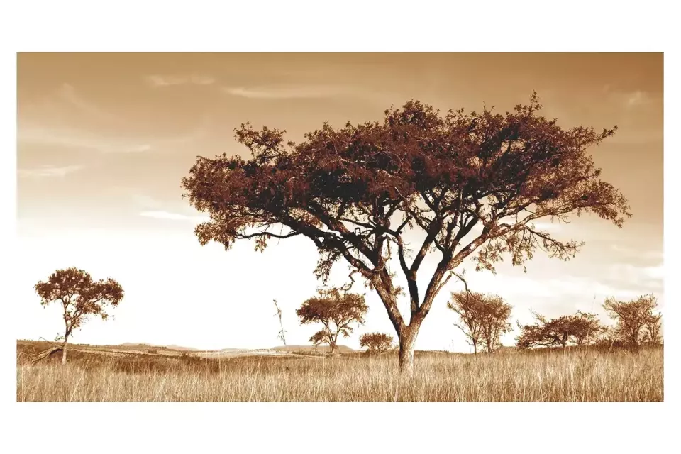 95-x-38-Tree-2-Thapama