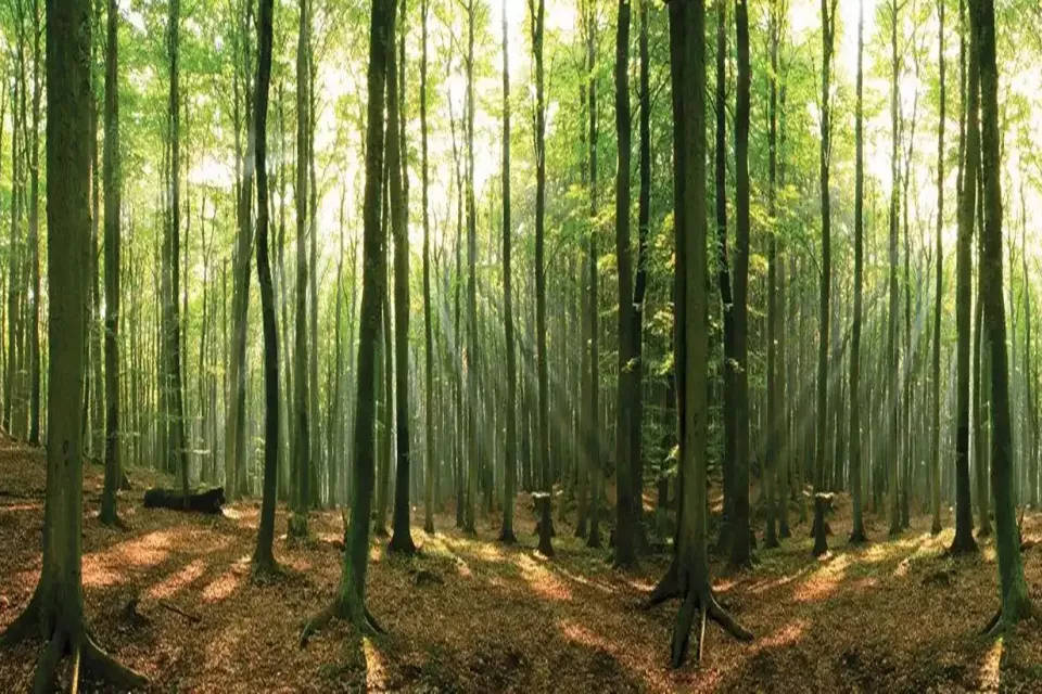 9m-green-forest