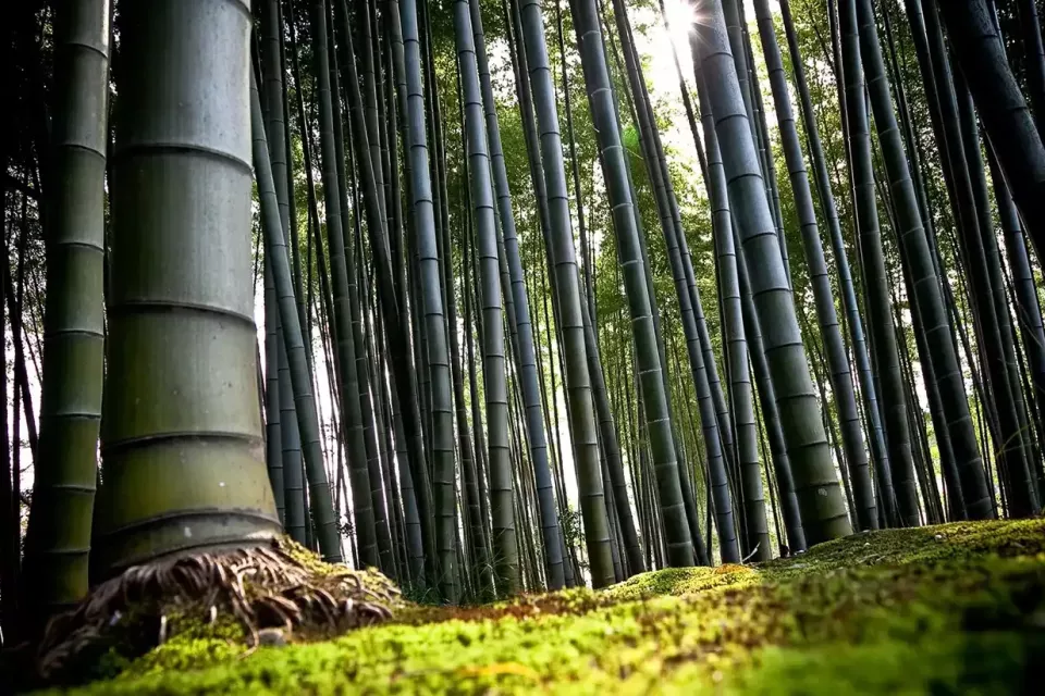 Bamboo-Trees-Forest-HD-Desktop-Wallpaper
