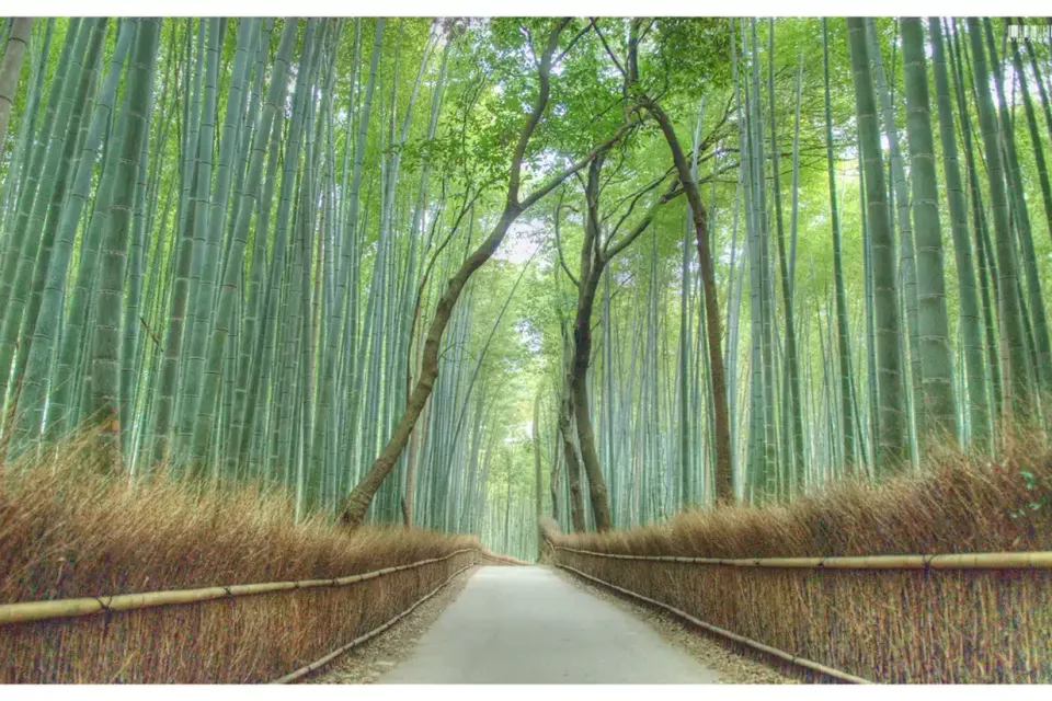 Bamboo-forest-Japan