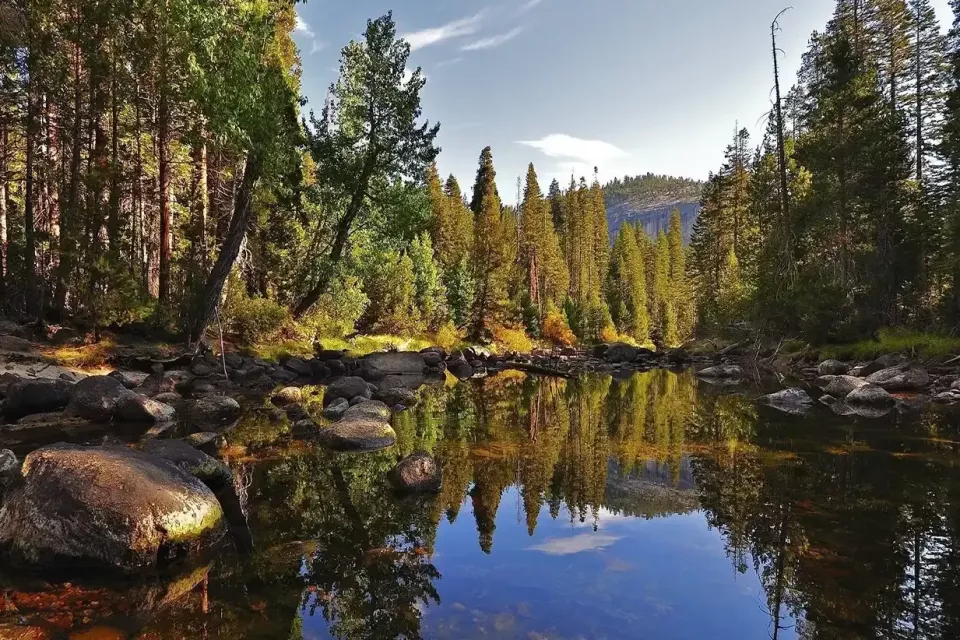 amazing-forest-wallpaper-1920x108-WTG30510842