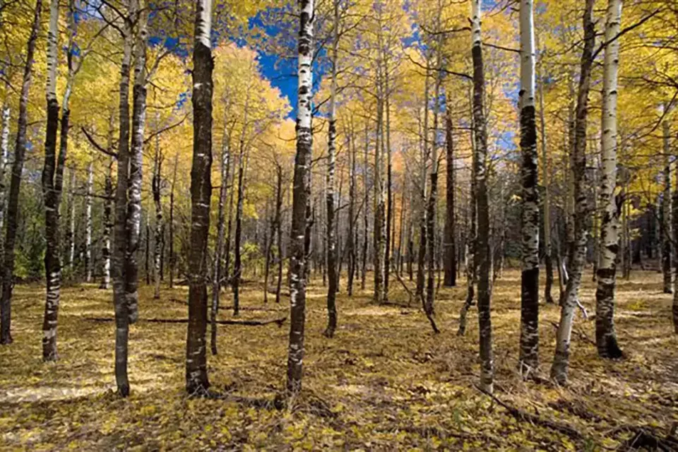 autumn-birch-wallpaper
