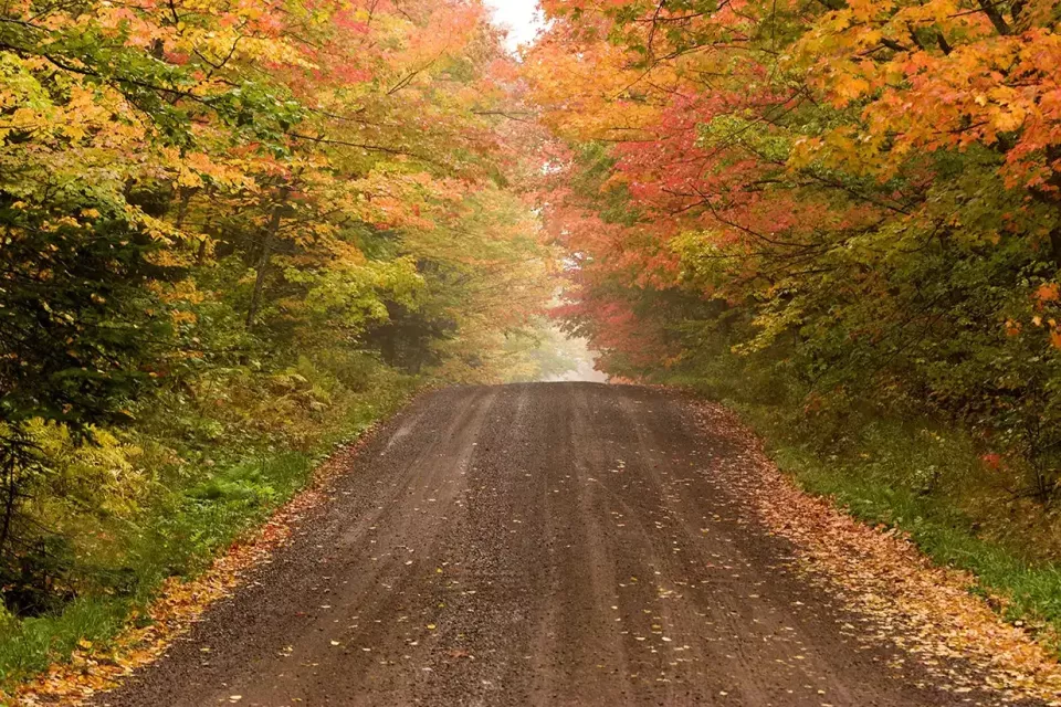 autumn-forest-path