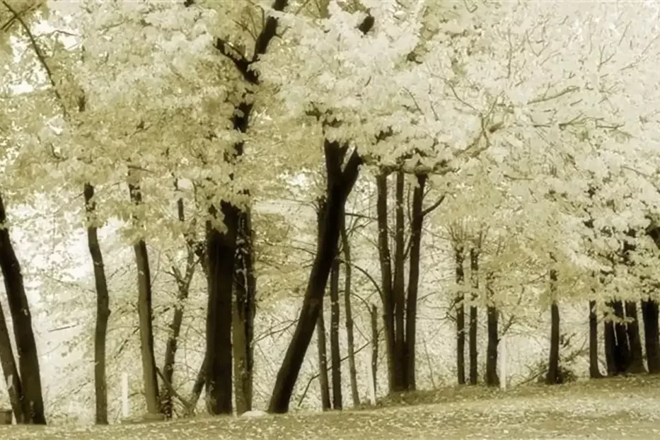 autumn-forest-wallpaper