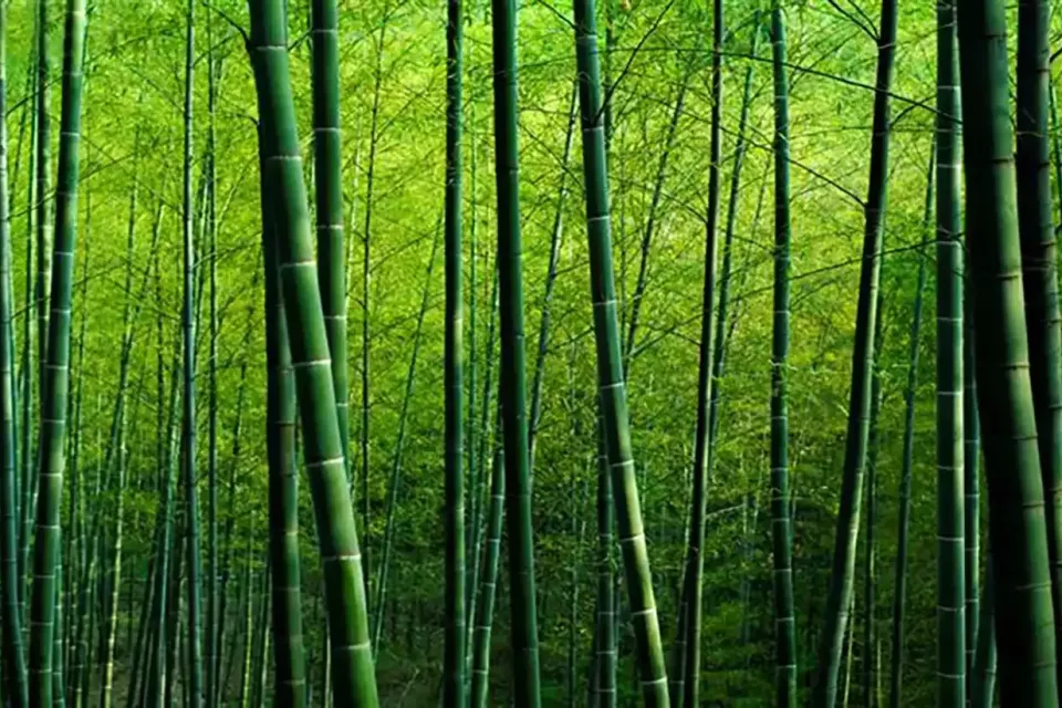 bamboo-forest-wallpaper