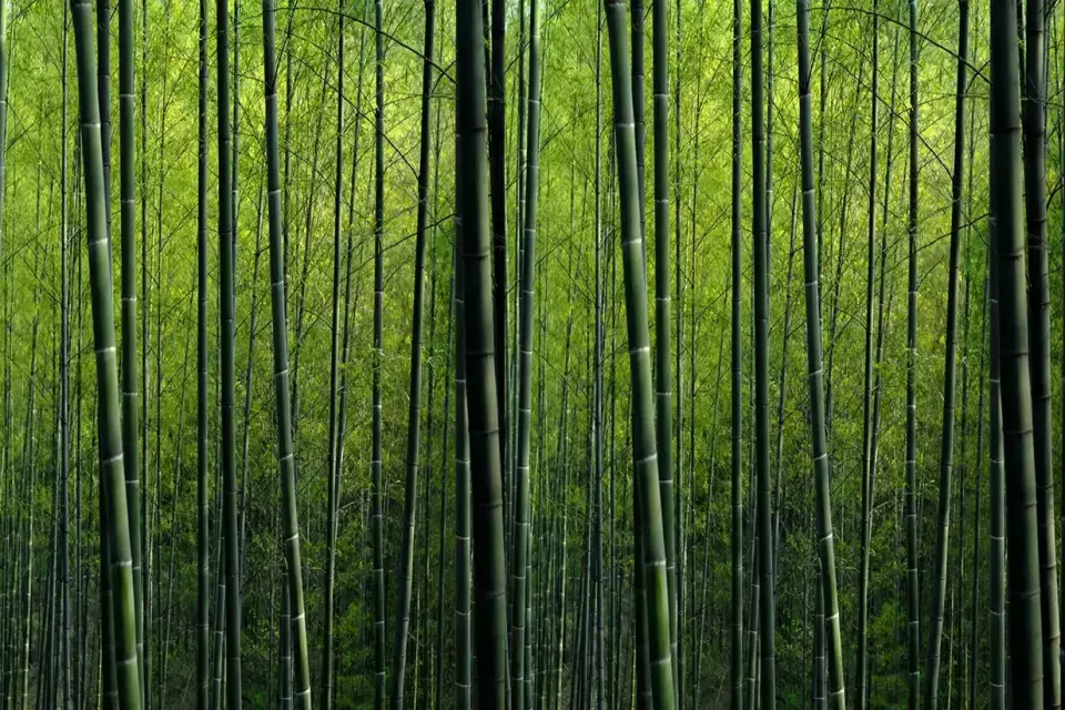 bamboo-forest