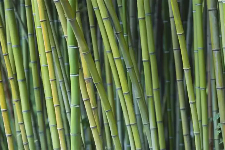 bamboo-trunks-wallpaper