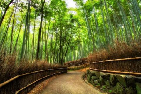 smart-art-trees-misty-forest-tree-trunks-sunlight-autum-winter-spring-summer-13