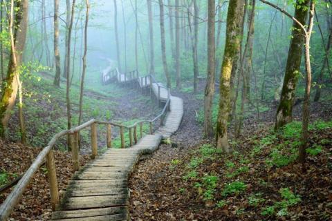 smart-art-trees-misty-forest-tree-trunks-sunlight-autum-winter-spring-summer-16