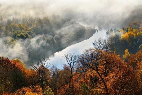 smart-art-trees-misty-forest-tree-trunks-sunlight-autum-winter-spring-summer-17