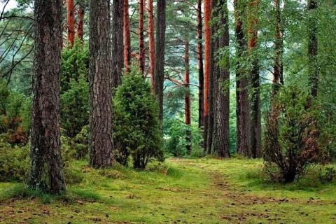 smart-art-trees-misty-forest-tree-trunks-sunlight-autum-winter-spring-summer-18