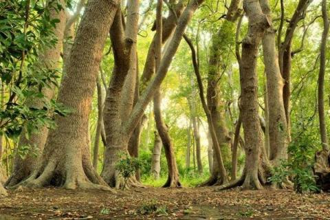 smart-art-trees-misty-forest-tree-trunks-sunlight-autum-winter-spring-summer-19