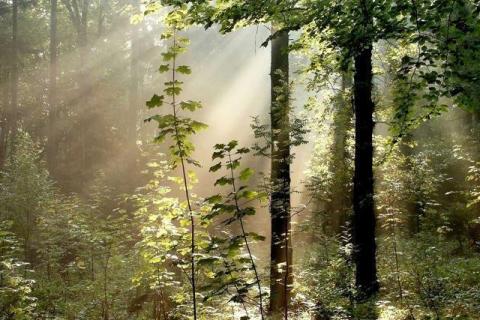 smart-art-trees-misty-forest-tree-trunks-sunlight-autum-winter-spring-summer-20