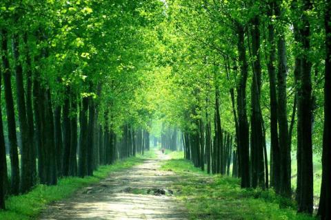 smart-art-trees-misty-forest-tree-trunks-sunlight-autum-winter-spring-summer-21
