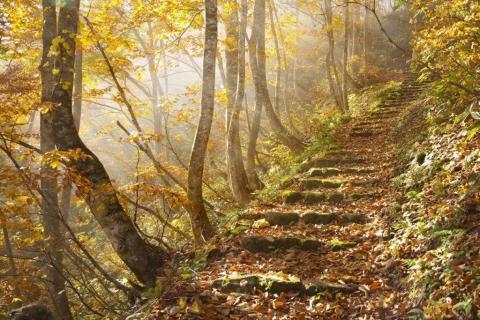 smart-art-trees-misty-forest-tree-trunks-sunlight-autum-winter-spring-summer-22