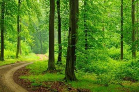 smart-art-trees-misty-forest-tree-trunks-sunlight-autum-winter-spring-summer-23