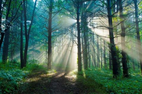 smart-art-trees-misty-forest-tree-trunks-sunlight-autum-winter-spring-summer-24
