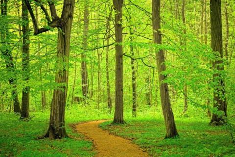 smart-art-trees-misty-forest-tree-trunks-sunlight-autum-winter-spring-summer-25