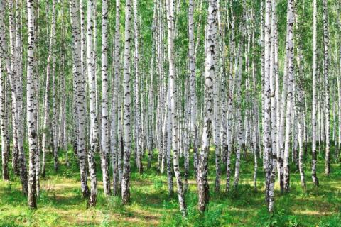 smart-art-trees-misty-forest-tree-trunks-sunlight-autum-winter-spring-summer-26