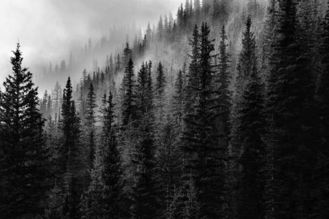 smart-art-trees-misty-forest-tree-trunks-sunlight-autum-winter-spring-summer-28