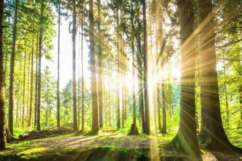 smart-art-trees-misty-forest-tree-trunks-sunlight-autum-winter-spring-summer-29