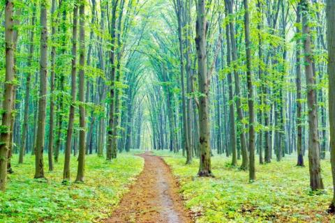 smart-art-trees-misty-forest-tree-trunks-sunlight-autum-winter-spring-summer-30