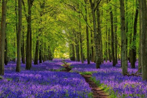 smart-art-trees-misty-forest-tree-trunks-sunlight-autum-winter-spring-summer-31
