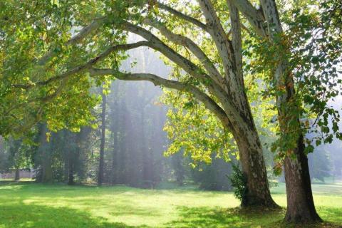 smart-art-trees-misty-forest-tree-trunks-sunlight-autum-winter-spring-summer-32