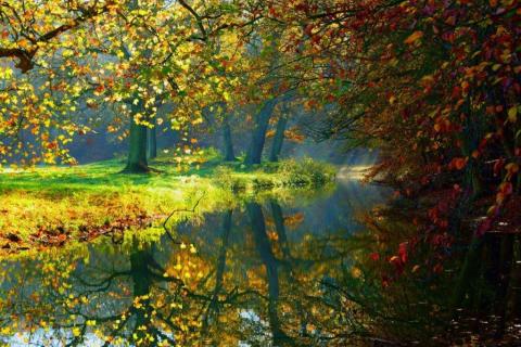 smart-art-trees-misty-forest-tree-trunks-sunlight-autum-winter-spring-summer-33