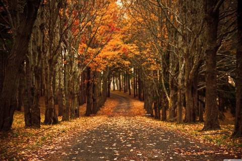 smart-art-trees-misty-forest-tree-trunks-sunlight-autum-winter-spring-summer-34