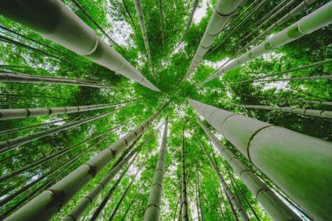 smart-art-trees-misty-forest-tree-trunks-sunlight-autum-winter-spring-summer-35