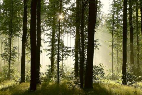 smart-art-trees-misty-forest-tree-trunks-sunlight-autum-winter-spring-summer-36
