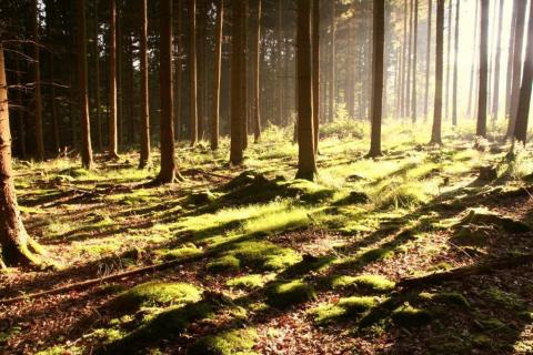 smart-art-trees-misty-forest-tree-trunks-sunlight-autum-winter-spring-summer-37