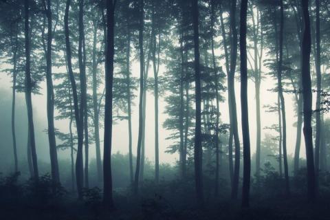 smart-art-trees-misty-forest-tree-trunks-sunlight-autum-winter-spring-summer-39