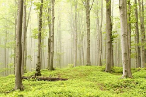 smart-art-trees-misty-forest-tree-trunks-sunlight-autum-winter-spring-summer-40