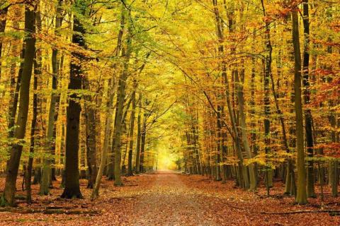 smart-art-trees-misty-forest-tree-trunks-sunlight-autum-winter-spring-summer-41