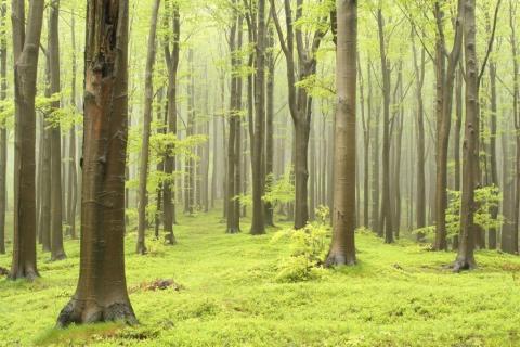 smart-art-trees-misty-forest-tree-trunks-sunlight-autum-winter-spring-summer-42