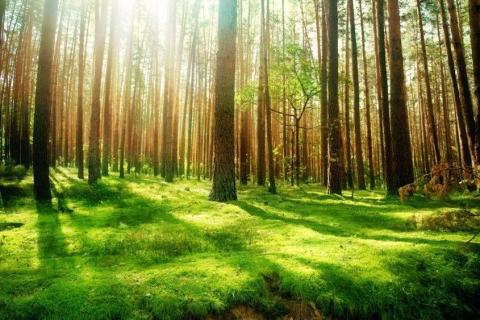 smart-art-trees-misty-forest-tree-trunks-sunlight-autum-winter-spring-summer-43