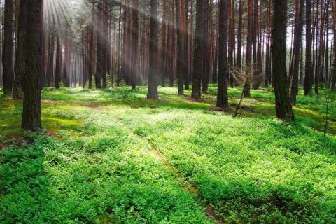 smart-art-trees-misty-forest-tree-trunks-sunlight-autum-winter-spring-summer-45