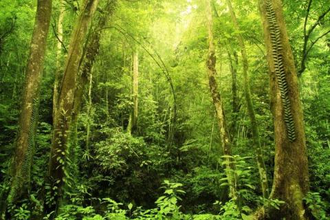 smart-art-trees-misty-forest-tree-trunks-sunlight-autum-winter-spring-summer-46