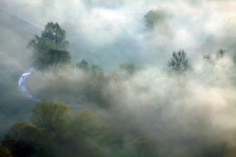 smart-art-trees-misty-forest-tree-trunks-sunlight-autum-winter-spring-summer-47