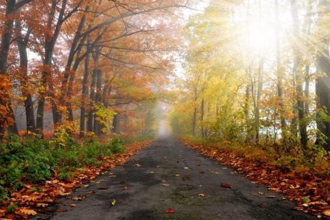 smart-art-trees-misty-forest-tree-trunks-sunlight-autum-winter-spring-summer-49