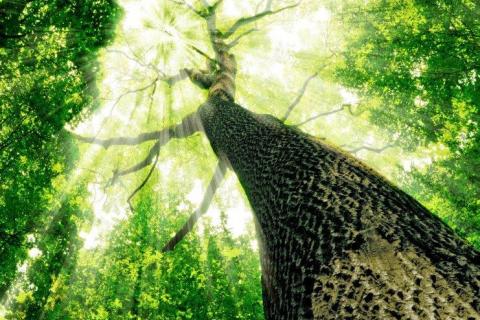 smart-art-trees-misty-forest-tree-trunks-sunlight-autum-winter-spring-summer-51