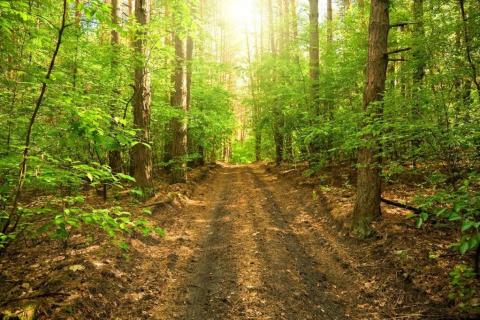 smart-art-trees-misty-forest-tree-trunks-sunlight-autum-winter-spring-summer-52