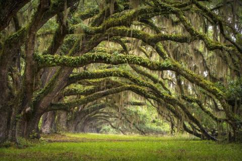 smart-art-trees-misty-forest-tree-trunks-sunlight-autum-winter-spring-summer-53