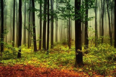 smart-art-trees-misty-forest-tree-trunks-sunlight-autum-winter-spring-summer-54