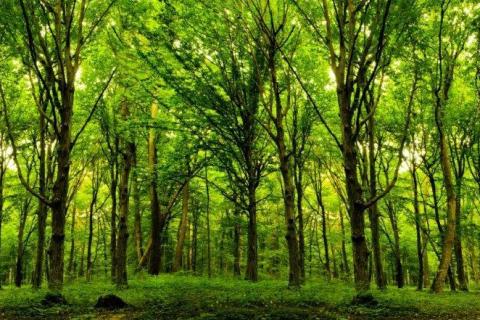 smart-art-trees-misty-forest-tree-trunks-sunlight-autum-winter-spring-summer-55