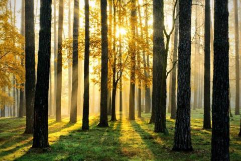 smart-art-trees-misty-forest-tree-trunks-sunlight-autum-winter-spring-summer-56