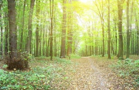 smart-art-trees-misty-forest-tree-trunks-sunlight-autum-winter-spring-summer-57